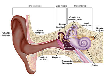 El oído externo incluye el pabellón auricular, el hueso temporal y el conducto auditivo. El oído medio incluye el tímpano, el martillo, el yunque y el estribo. El oído interno incluye los conductos semicirculares, la trompa de Eustaquio, la cóclea, el nervio vestibular y el nervio auditivo.